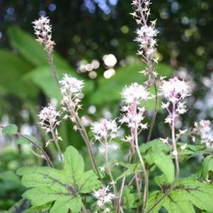 Tiarella cordifolia Elizabeth Oliver