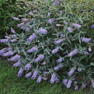 Buddleia Monarch® Glass Slippers