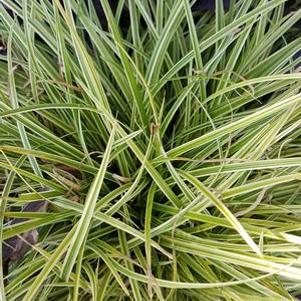 Carex Silver Sceptre