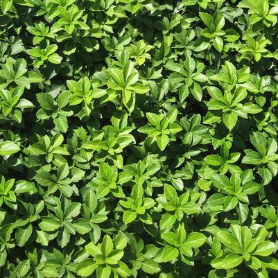 Pachysandra terminalis Green Carpet