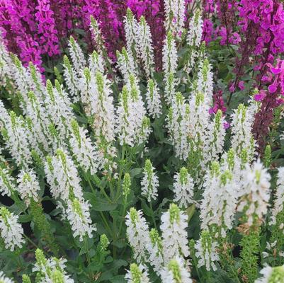 Salvia nemorosa Lyrical White