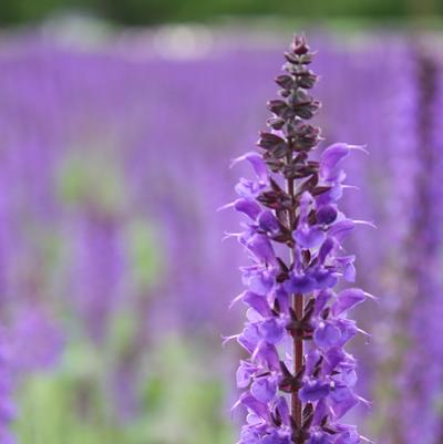 Salvia May Night