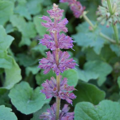 Salvia verticillata Purple Rain