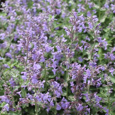 Nepeta faassenii Walker's Low