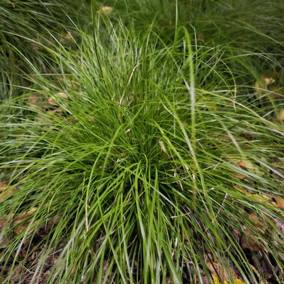 Carex pennsylvanica 