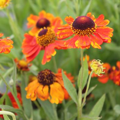 Helenium Mardi Gras