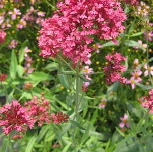 Centranthus ruber Pretty Betsy