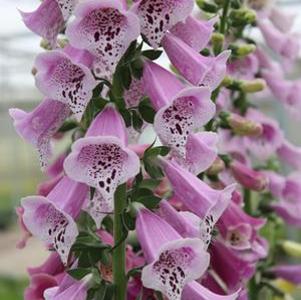 Digitalis purpurea Foxy