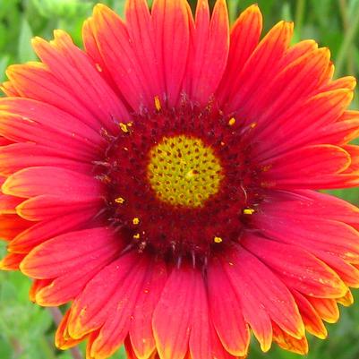 Gaillardia grandiflora Burgundy