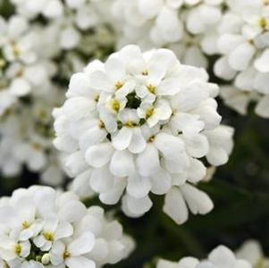 Iberis sempervirens Snowsation