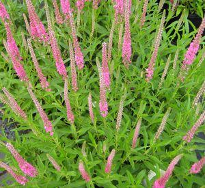 Veronica spicata Red Fox