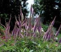 Veronicastrum virginicum Fascination