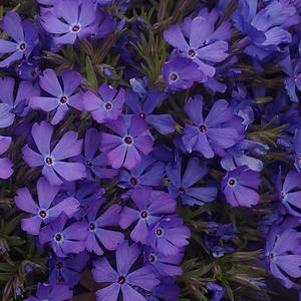 Phlox Violet Pinwheels (Violet Pinwheels Phlox)