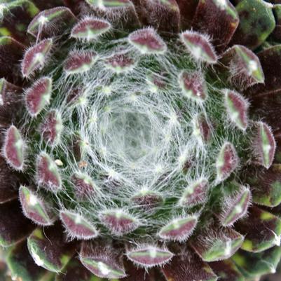 Sempervivum arachnoideum Cobweb