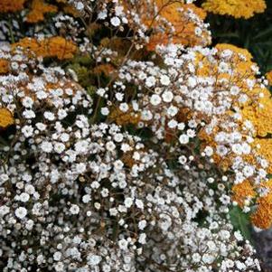 Gypsophila Summer Sparkles