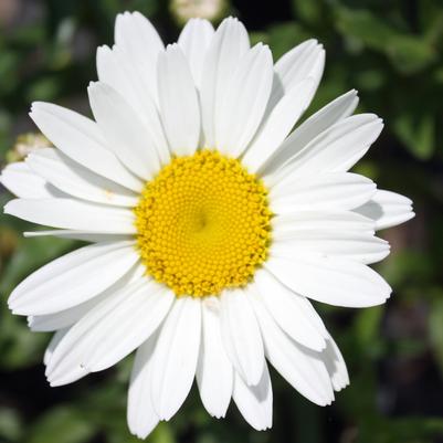 Leucanthemum superbum Snowcap