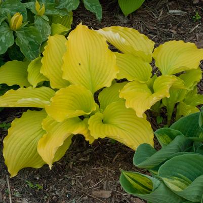 Hosta Dancing Queen