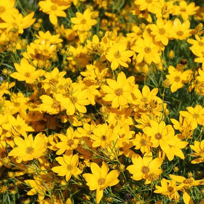 Coreopsis verticillata Golden Showers