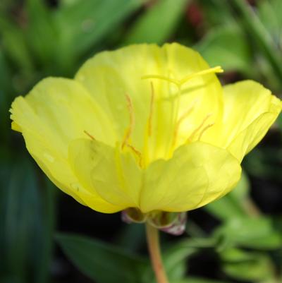 Oenothera missouriensis 