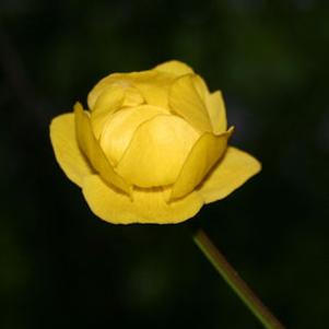 Trollius europaeus Superbus