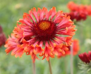 Gaillardia Fanfare Blaze