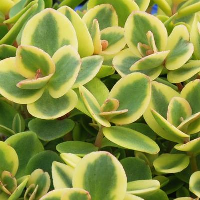 Sedum Sunsparkler® Lime Twister