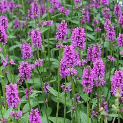 Stachys monieri Hummelo