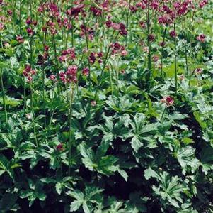 Astrantia major Abbey Road