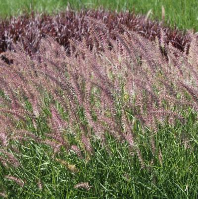 Pennisetum orientale Karley Rose