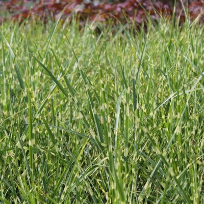 Miscanthus sinensis Strictus