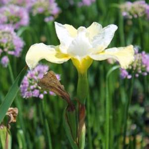 Iris sibirica Butter & Sugar
