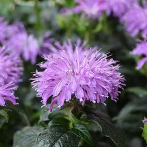 Monarda Sugar Buzz® Blue Moon