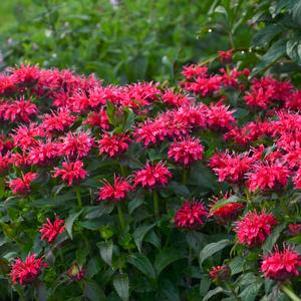 Monarda Sugar Buzz® Cherry Pops