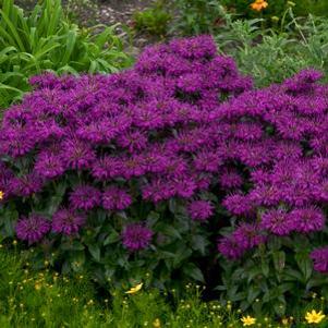 Monarda Sugar Buzz® Grape Gumball