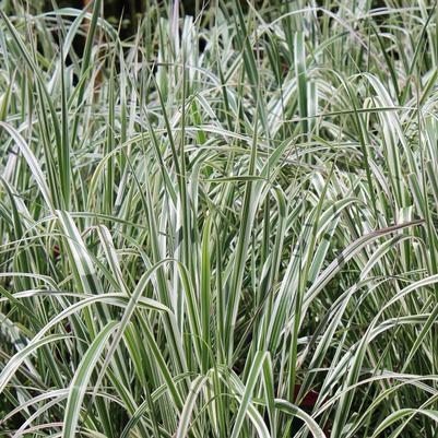 Calamagrostis acutiflora Overdam