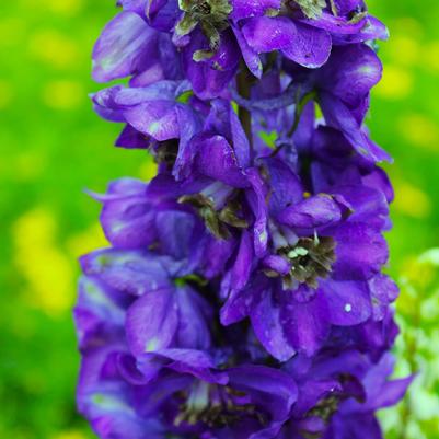 Delphinium Black Knight