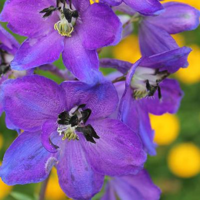 Delphinium (Magic Fountains) Dark Blue/Dark Bee