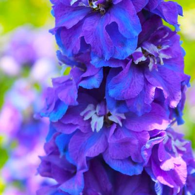 Delphinium elatum Guardian Blue