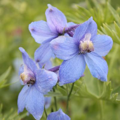 Delphinium belladonna 