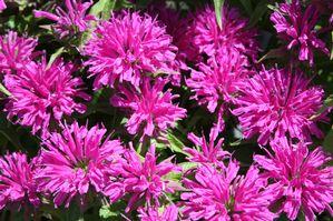 Monarda didyma Grand Parade ACrade