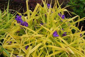 Tradescantia andersoniana Sweet Kate