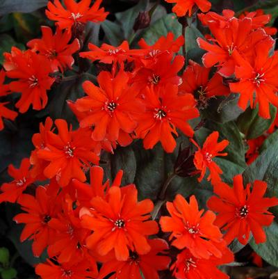 Lychnis arkwrightii Orange Gnome