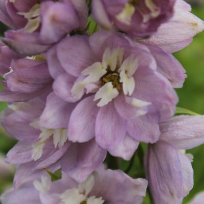 Delphinium (Magic Fountains) Cherry Blossom/White Bee