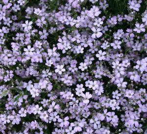 Gypsophila repens Rosea