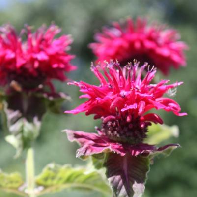 Monarda didyma Fireball