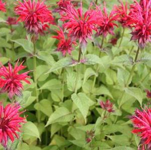 Monarda didyma Gardenview Scarlet