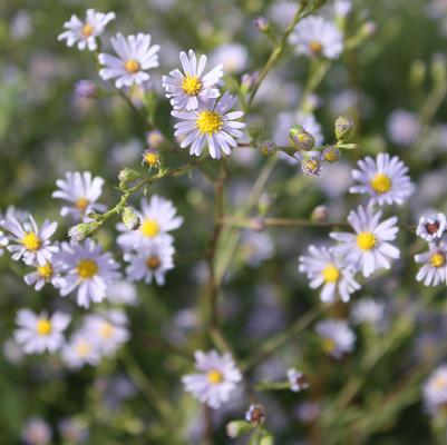 Aster azureus 