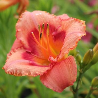 Hemerocallis Strawberry Candy