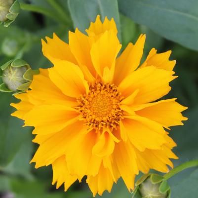 Coreopsis Jethro Tull