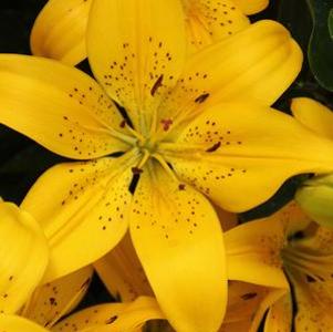 Lilium Golden Matrix